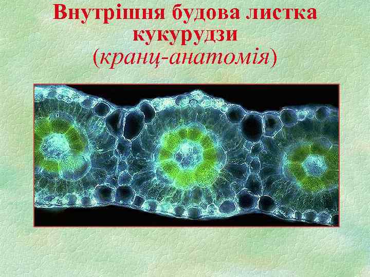 Внутрішня будова листка кукурудзи (кранц-анатомія) 