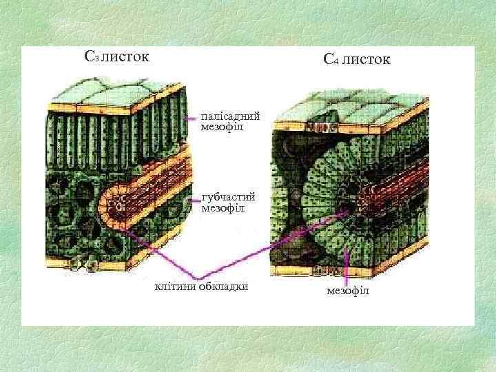 С 3 листок С 4 листок палісадний мезофіл губчастий мезофіл клітини обкладки мезофіл 
