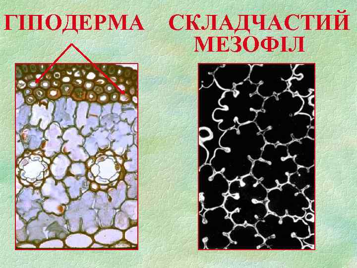 ГІПОДЕРМА CКЛАДЧАСТИЙ МЕЗОФІЛ 