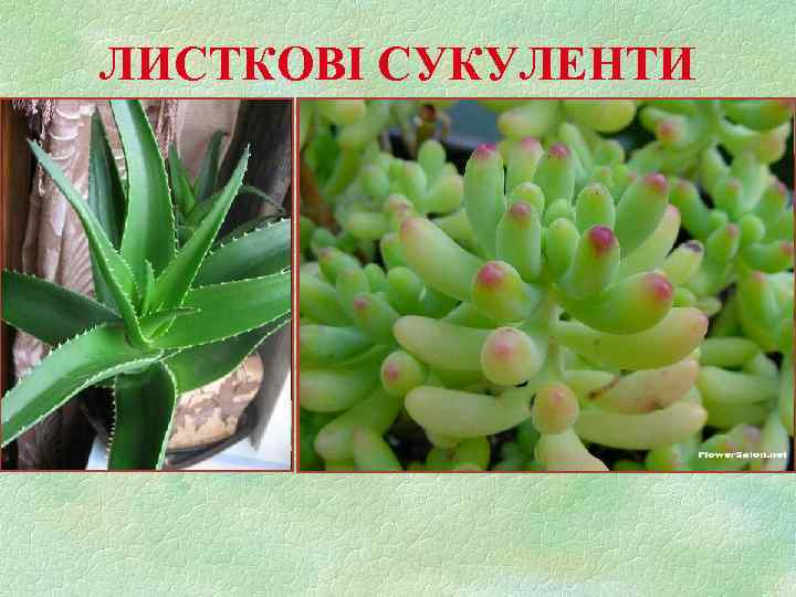 ЛИСТКОВІ СУКУЛЕНТИ 