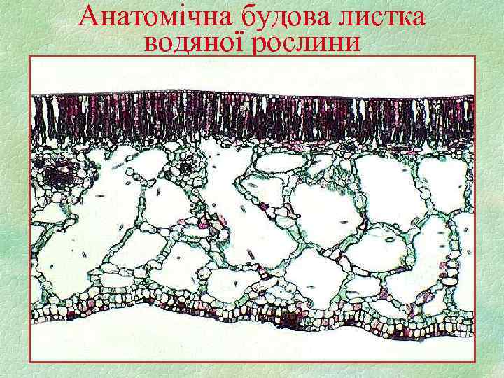 Анатомічна будова листка водяної рослини 