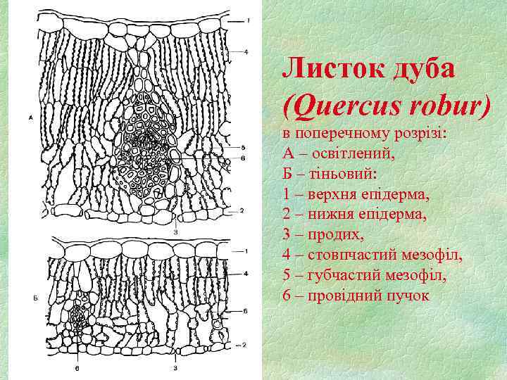 Листок дуба (Quercus robur) в поперечному розрізі: А – освітлений, Б – тіньовий: 1