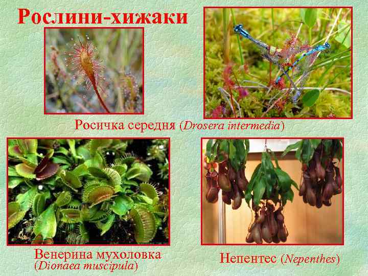 Рослини-хижаки Росичка середня (Drosera intermedia) Венерина мухоловка (Dionaea muscipula) Непентес (Nepenthes) 