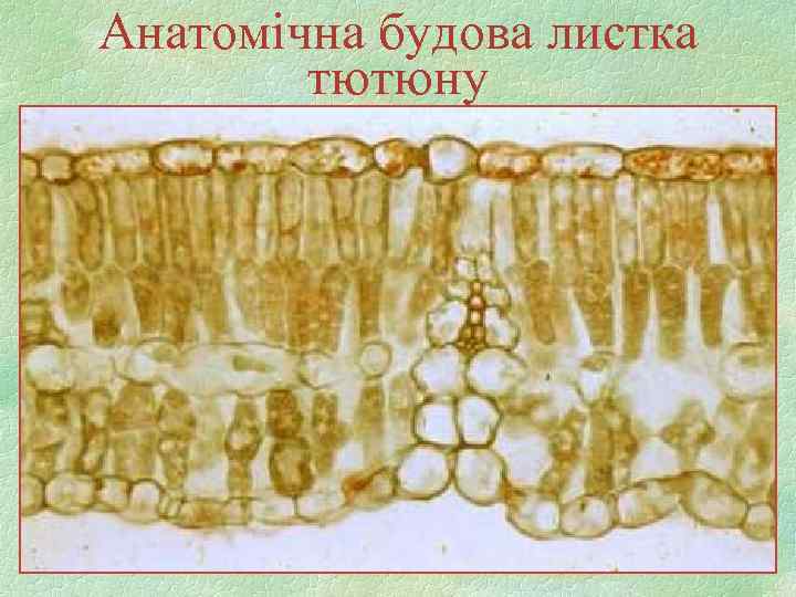 Анатомічна будова листка тютюну 