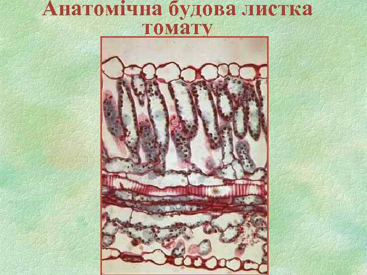 Анатомічна будова листка томату 