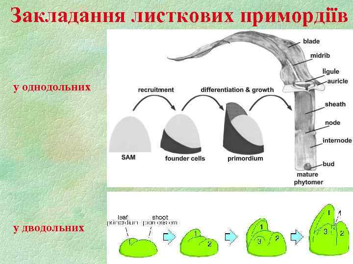 Закладання листкових примордіїв у однодольних у дводольних 