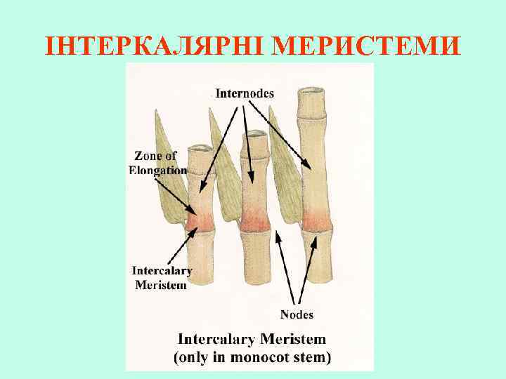 ІНТЕРКАЛЯРНІ МЕРИСТЕМИ 