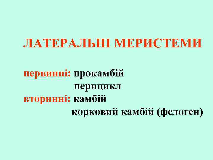 ЛАТЕРАЛЬНІ МЕРИСТЕМИ первинні: прокамбій перицикл вторинні: камбій корковий камбій (фелоген) 