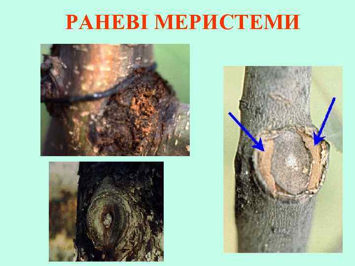 РАНЕВІ МЕРИСТЕМИ 