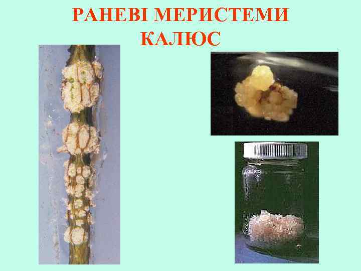 РАНЕВІ МЕРИСТЕМИ КАЛЮС 