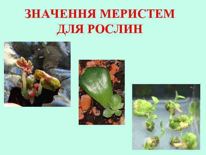 ЗНАЧЕННЯ МЕРИСТЕМ ДЛЯ РОСЛИН 