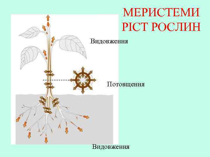 МЕРИСТЕМИ РІСТ РОСЛИН Видовження Потовщення Видовження 