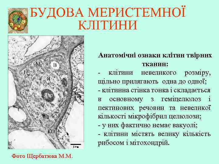 БУДОВА МЕРИСТЕМНОЇ КЛІТИНИ Анатомічні ознаки клітин твірних тканин: - клітини невеликого розміру, щільно прилягають