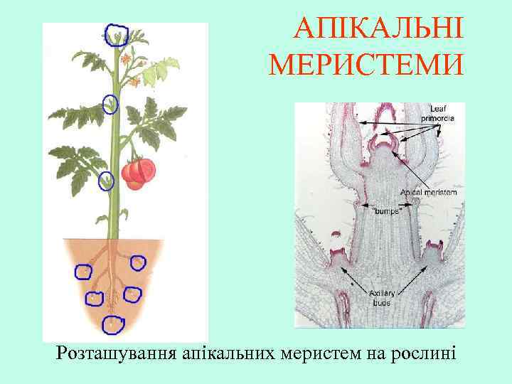АПІКАЛЬНІ МЕРИСТЕМИ Розташування апікальних меристем на рослині 