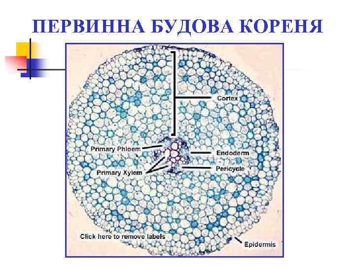 ПЕРВИННА БУДОВА КОРЕНЯ 