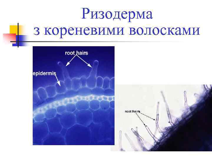 Ризодерма з кореневими волосками 