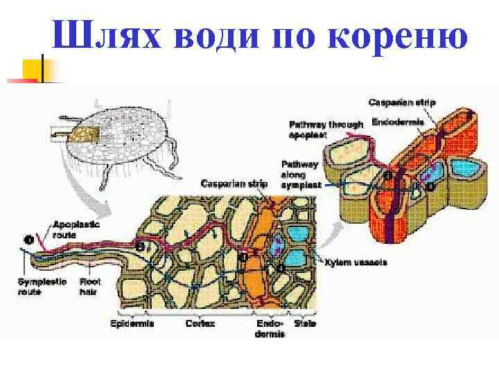 Шлях води по кореню 