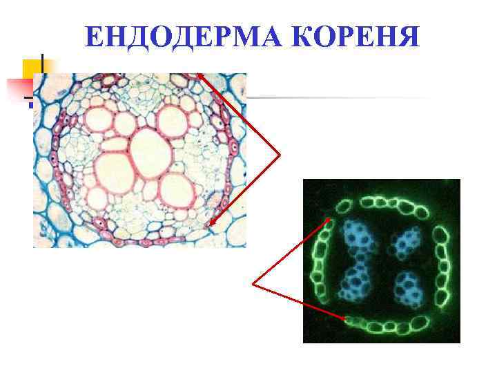 ЕНДОДЕРМА КОРЕНЯ 