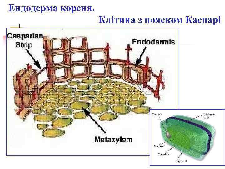 Ендодерма кореня. Клітина з пояском Каспарі 