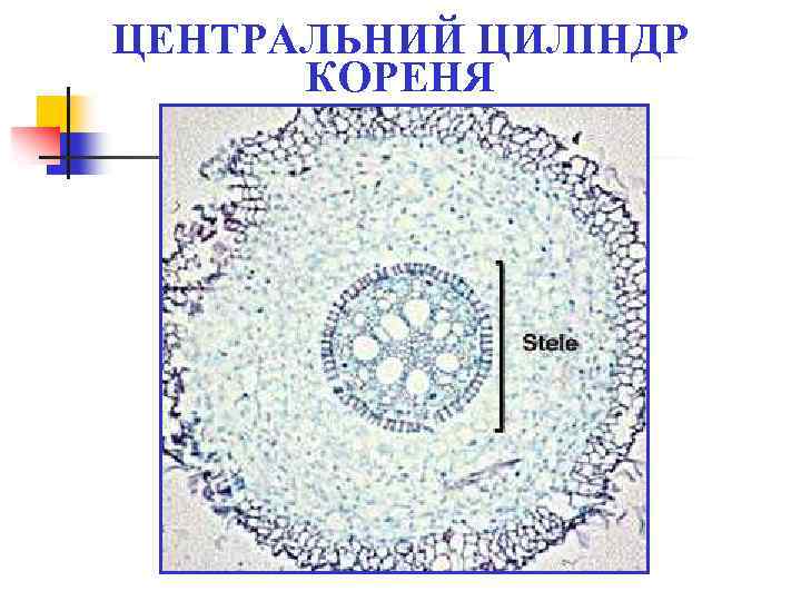 ЦЕНТРАЛЬНИЙ ЦИЛІНДР КОРЕНЯ 