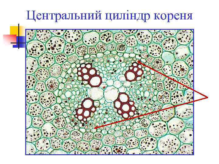 Центральний циліндр кореня 