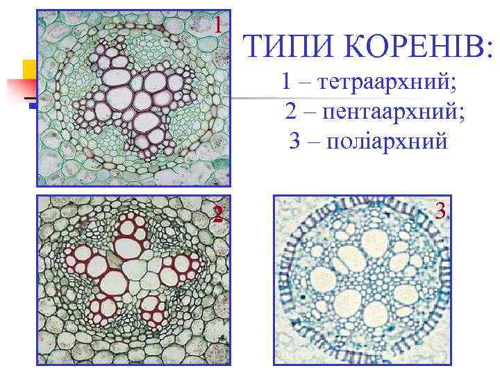 1 ТИПИ КОРЕНІВ: 1 – тетраархний; 2 – пентаархний; 3 – поліархний 2 3