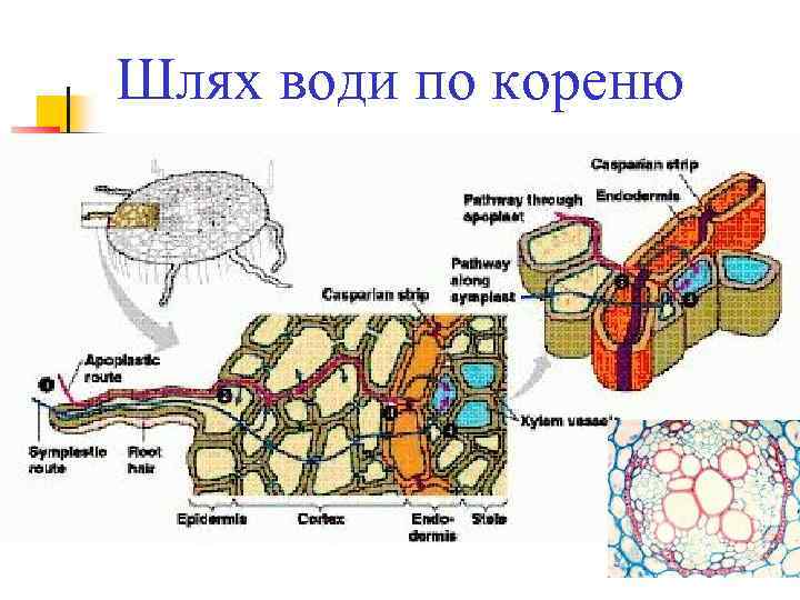 Шлях води по кореню 