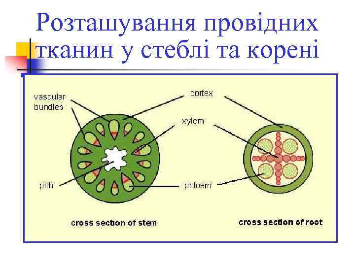 Розташування провідних тканин у стеблі та корені 