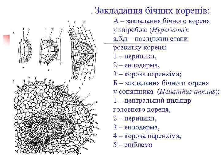 . Закладання бічних коренів: А – закладання бічного кореня у звіробою (Hypericum): а, б,