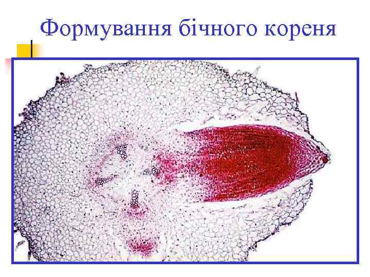 Формування бічного кореня 