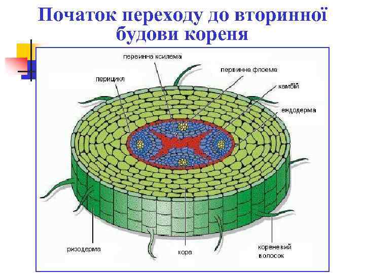 Початок переходу до вторинної будови кореня 