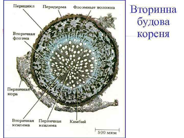 Вторинна будова кореня 