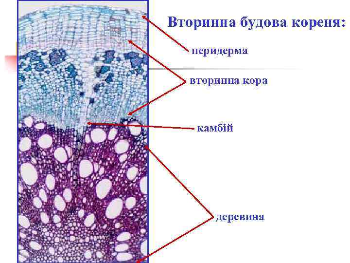 Вторинна будова кореня: перидерма вторинна кора камбій деревина 