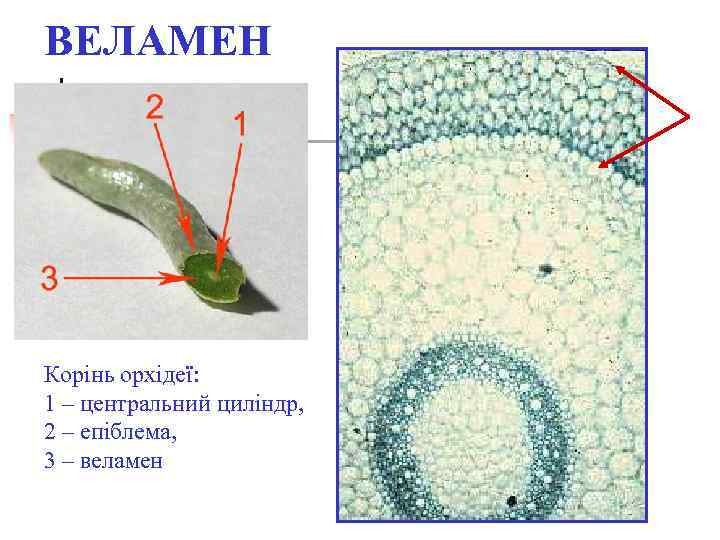 ВЕЛАМЕН Корінь орхідеї: 1 – центральний циліндр, 2 – епіблема, 3 – веламен 