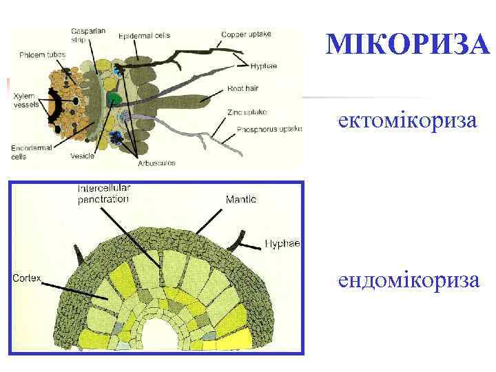 МІКОРИЗА ектомікориза ендомікориза 