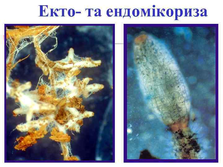 Екто- та ендомікориза 