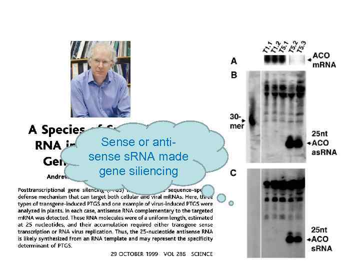 Sense or antisense s. RNA made gene siliencing 