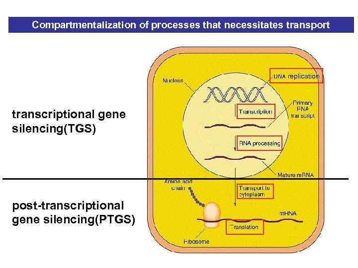 Compartmentalization of processes that necessitates transport replication transcriptional gene silencing(TGS) post-transcriptional gene silencing(PTGS) 