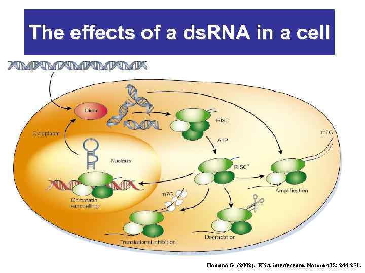 The effects of a ds. RNA in a cell Hannon G (2002). RNA interference.