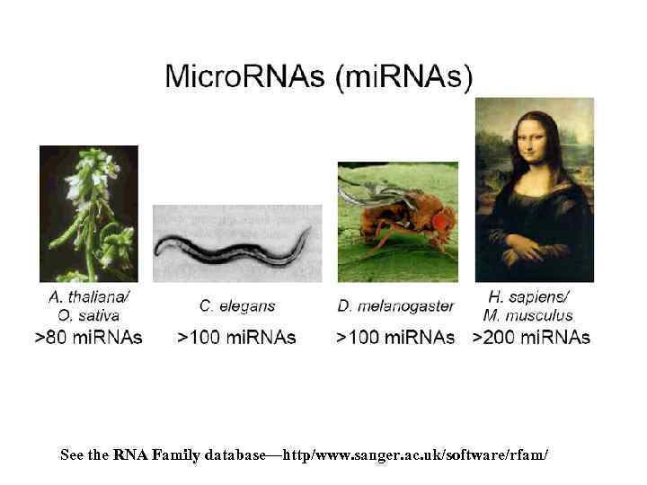 See the RNA Family database—http/www. sanger. ac. uk/software/rfam/ 