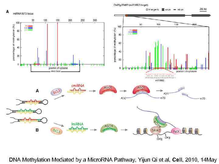 DNA Methylation Mediated by a Micro. RNA Pathway, Yijun Qi et al, Cell, 2010,