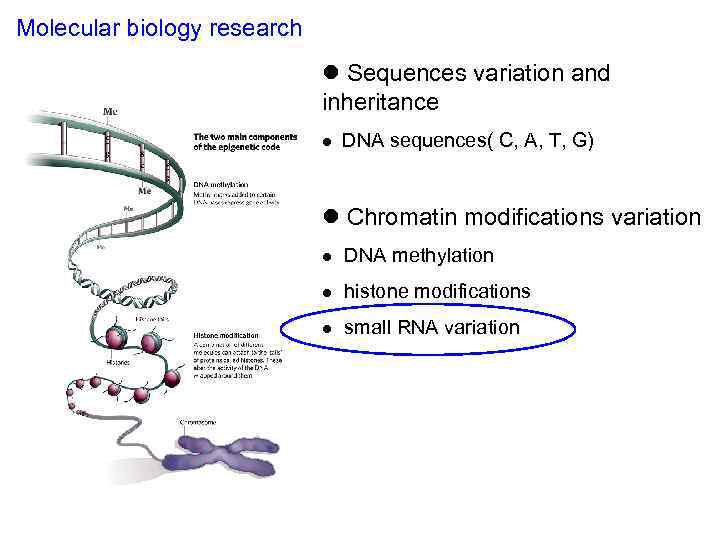 Molecular biology research l Sequences variation and inheritance l DNA sequences( C, A, T,