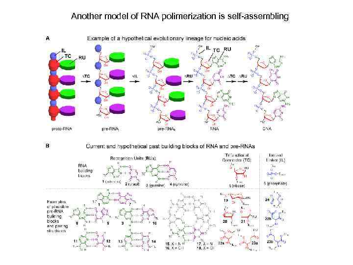 Another model of RNA polimerization is self-assembling 