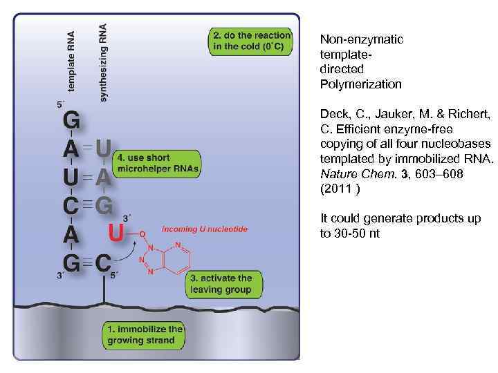 Non-enzymatic templatedirected Polymerization Deck, C. , Jauker, M. & Richert, C. Efficient enzyme-free copying