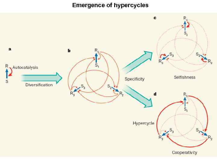 Emergence of hypercycles 