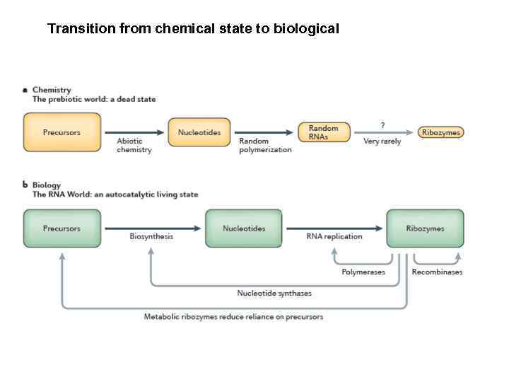 Transition from chemical state to biological 