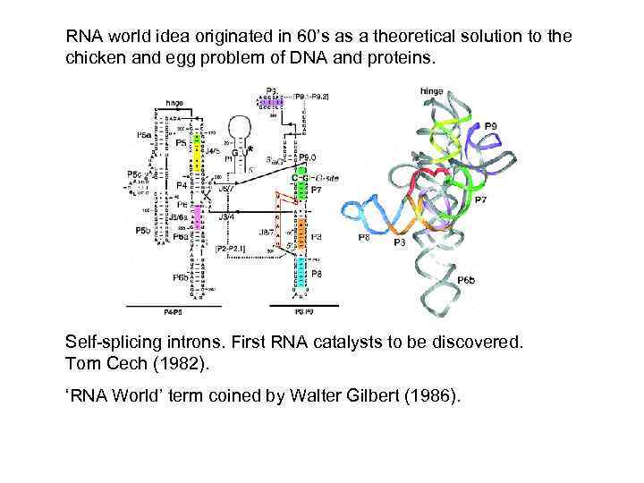 RNA world idea originated in 60’s as a theoretical solution to the chicken and