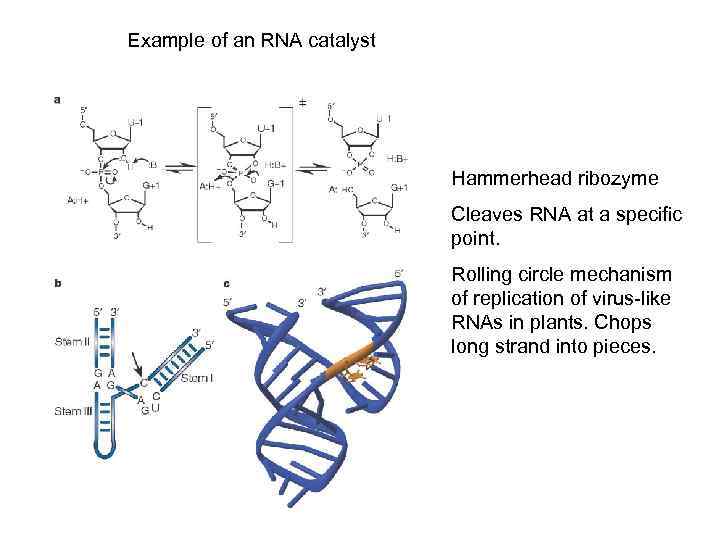 Example of an RNA catalyst Hammerhead ribozyme Cleaves RNA at a specific point. Rolling