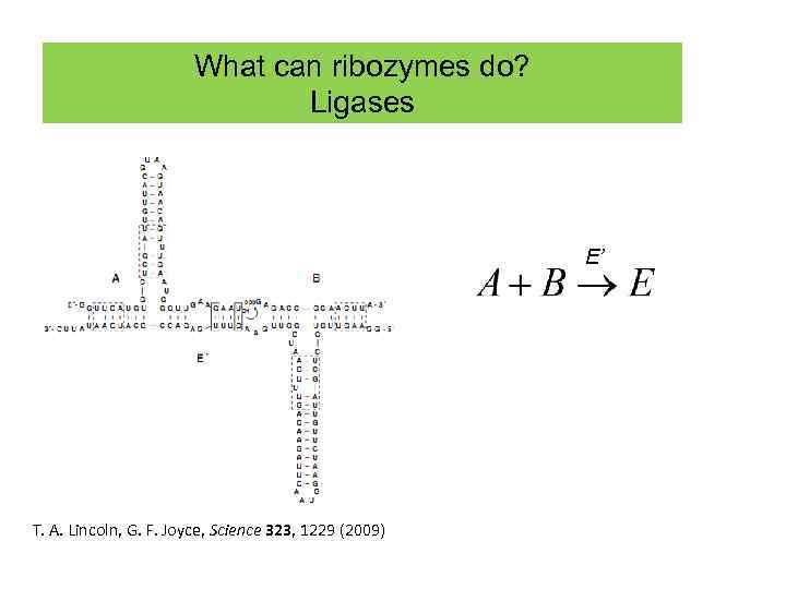 What can ribozymes do? Ligases E’ T. A. Lincoln, G. F. Joyce, Science 323,