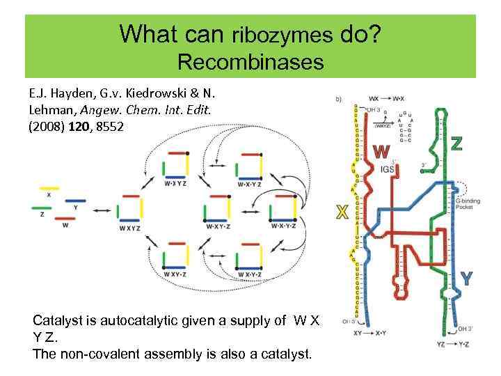 What can ribozymes do? Recombinases E. J. Hayden, G. v. Kiedrowski & N. Lehman,